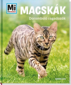Macskák- doromboló ragadozók - Image 2