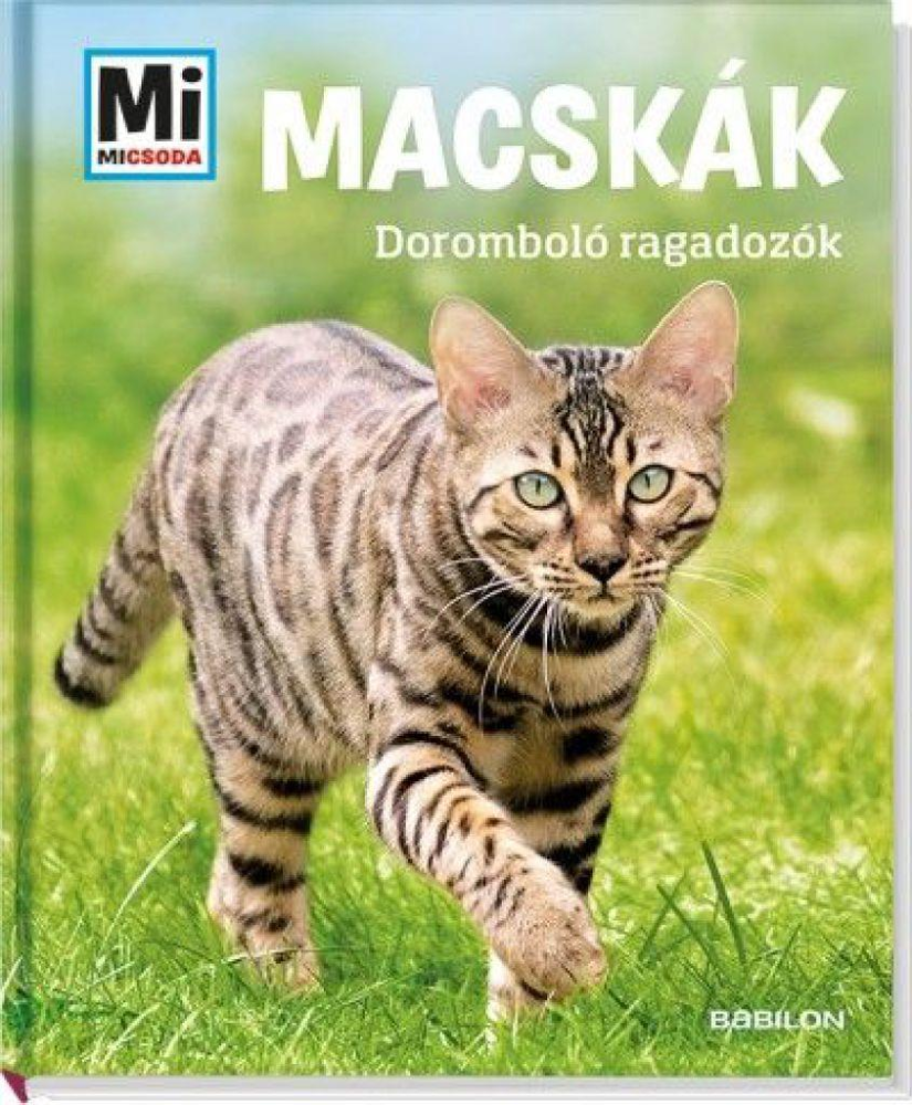 Macskák- doromboló ragadozók - Image 2