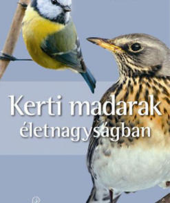 Kerti madarak életnagyságban - Image 2