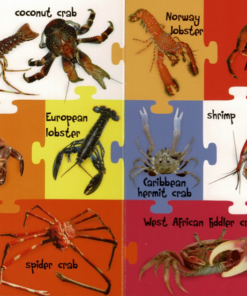My First 100 Words - Sea Animals - Image 5