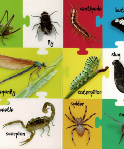 My First 100 Words - Farm and Field Animals - Image 5