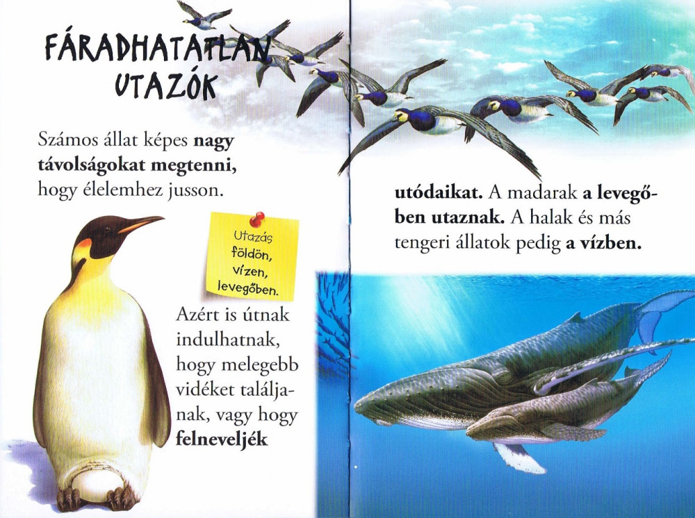 Olvass velünk! (1) - Vándorló állatok - Image 2