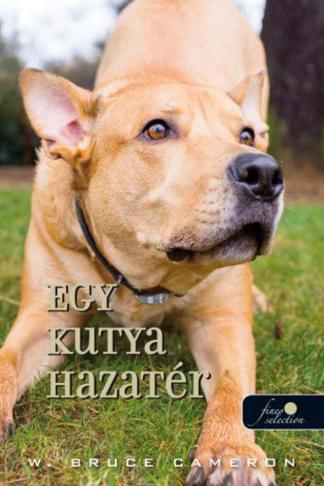 Egy kutya hazatér (Egy kutya hazatér 1.) - Image 2