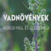 Vadnövények - Keresd meg és ízleld meg!
